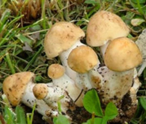funghi