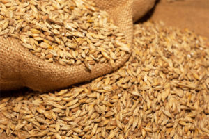 orzo